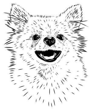 Spitz, dog. Black and white sketch. Pet. Fluffy breed. Stock vector image isolated on white background. Smile. black and white illustration