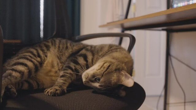 A slowed down shot of an adorable cat on a desk chair. Very cute and playful!