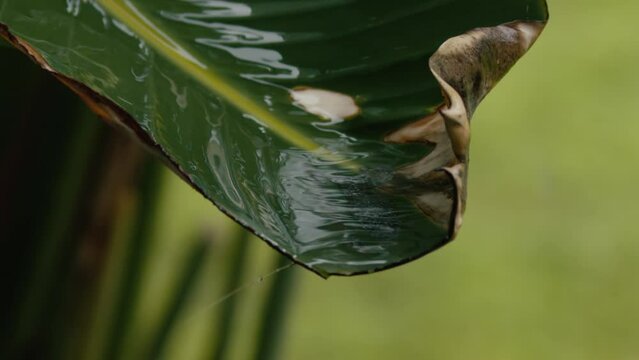 Rain drops falling off of a palm leaf in slow motion.