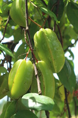 Star fruit, a fruit that can lose weight, is suitable for dieting