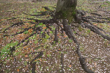雨で花びら散る桜の木の根元風景
