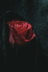 Red rose lies on a black leather cloth with water drops art