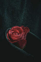 Red rose lies on a black leather cloth with water drops art