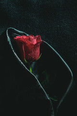 Red rose lies on a black leather cloth with water drops art