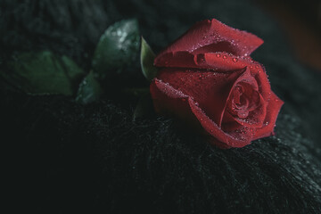 Red rose lies on a fur black fabric with water drops art