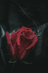 Red rose lies on a black leather cloth with water drops art