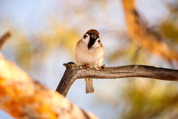 A male sparrow sits on a tree branch