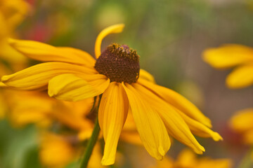 Rudbeckia hairy