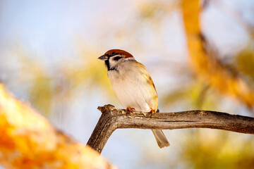A male sparrow sits on a tree branch