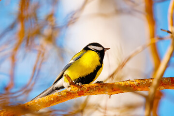 Fototapeta premium Great tit portrait in winter cute bird