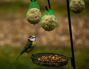 blue tit 