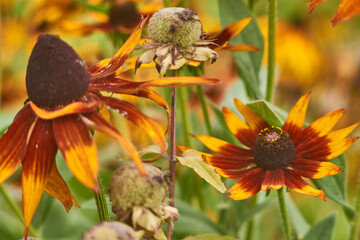 
Rudbeckia hairy