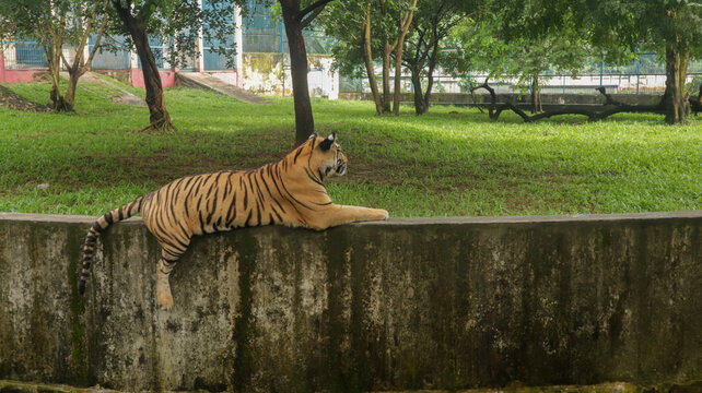 A lonely Royal Bengal tiger sitting beside canal on wall in Dhaka, Bangladesh