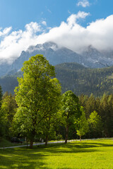 Idyllic landscape in the Alps with fresh green meadows and blooming flowers and mountain peaks in the background, Garmisch Patenkirchen, Bavaria, Germany