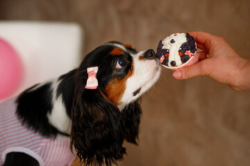 Birthday for a dog of breed Cavalier King Charles Spaniel. Happy dog eats delicious cake and licks...
