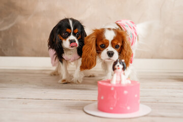 Two look at birthday cake. Dogs celebrate birthday. Birthday for a dog of breed Cavalier King...
