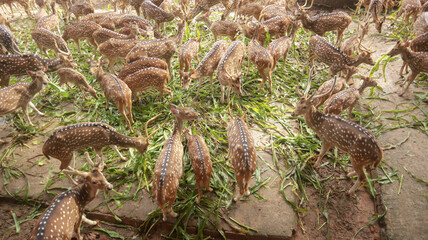 Lots of deer and fawn are eating grass in the park of Dhaka, Bangladesh