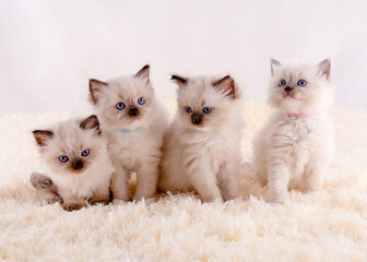 four ragdoll kittens with blue eyes  sitting on white rug on a white background