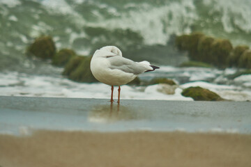 Baltic gulls fly along the coast.