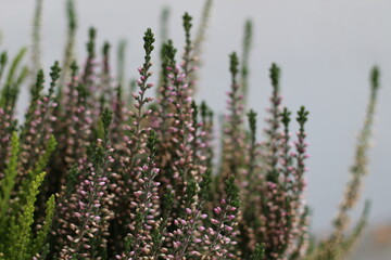 ヒースのマクロ撮影