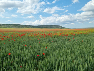 Red poppy flowers in the oil seed rape fields