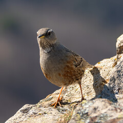 Prunella collaris. Alpine accentor.