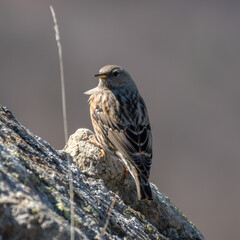 Prunella collaris. Alpine accentor.