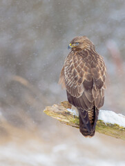 Obraz premium Common Buzzard in winter at a wet forest
