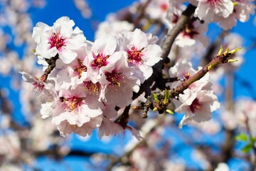 Beautiful and colorful almond flower in full bloom