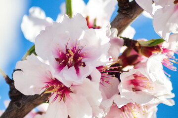 Beautiful and colorful almond flower in full bloom