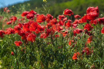 Red poppy flowers in the oil seed rape fields