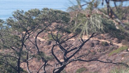 Torrey Pines state park, natural reserve for ecotourism, trekking and trails hiking, coastal...