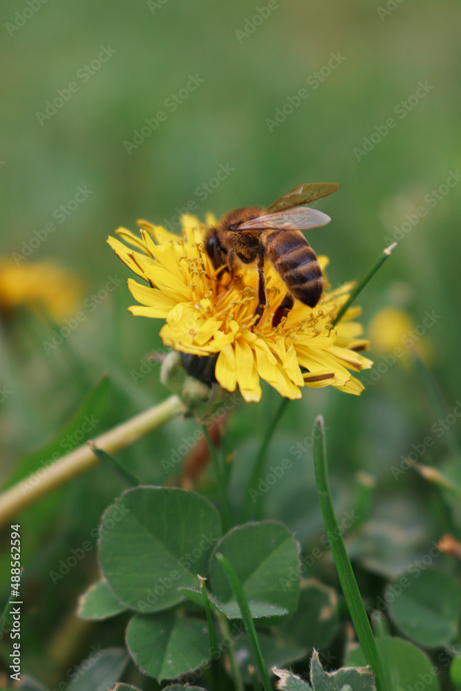 Sticker honey bee on yellow flower