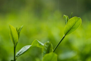 Fresh tea bud and leaves. Rainy day at tea plantations.