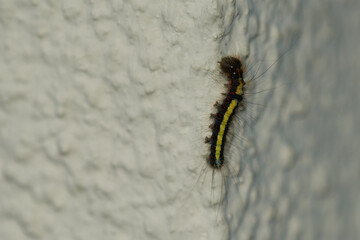 Raupe der Pfeileule (Acronicta psi)	
