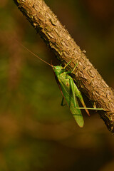 Grünes Heupferd (Tettigonia viridissima) in der Abendsonne	