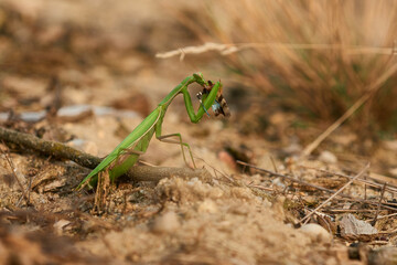 Europäische Gottesanbeterin (Mantis religiosa) mit erbeuteter Blauflügeliger Ödlandschrecke	