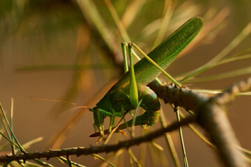 Grünes Heupferd (Tettigonia viridissima) in der Abendsonne	