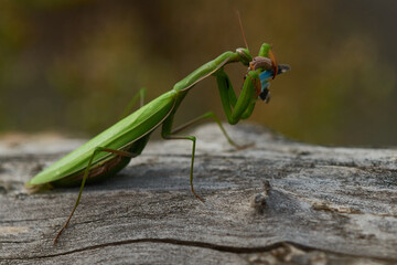 Europäische Gottesanbeterin (Mantis religiosa) mit erbeuteter Blauflügeliger Ödlandschrecke	
