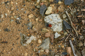 Rote Röhrenspinne (Eresus kollari)