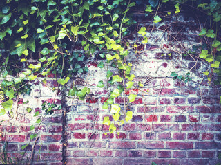 brick wall with ivy on it