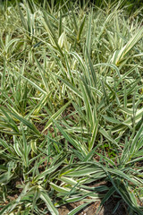variegated leaves of a Giant Reed.