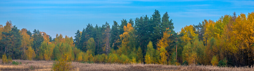 trees with autumn leaves , and  blue sky