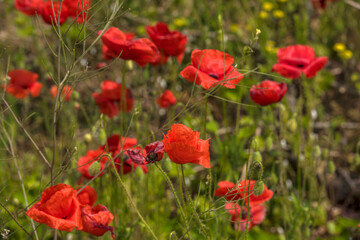 Red poppy flowers in the oil seed rape fields