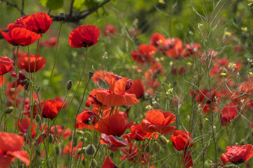 red poppies among the green grass in the summer