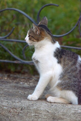 stray cats on the street of the city