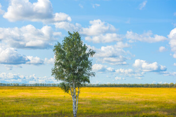 Fototapeta na wymiar birches in a field in autumn