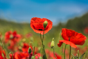 Red poppy flowers in the oil seed rape fields