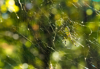 Ragno, Argiope, ragno vespa, ragno tigre, argiope fasciata, rete, ragnatela al sole