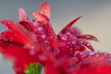 Macro photo detail of red bloom with water drops. Close up red gerbera flower.